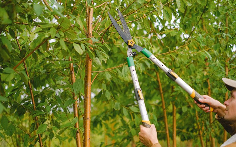 Tree trimming in Richmond, UT